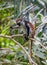 Young Red Colobus Monkey in forest