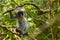 Young red colobus monkey in Jozani forest national park,