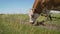 A young red cow eats in a summer meadow. A wavy cow, brown and white, grazing in a green pasture, a breed of cattle.