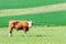Young red curly bull grazing in green springtime field. Moravia