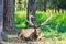 Young Red Deer with branched wide horns