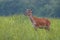 Young Red Deer, Cervus elaphus, stag growing velvet antlers in summer