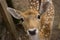 Young red deer looks with interest at the visitor of the zoo