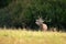 Young red deer roaring on meadow in rutting season