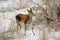 Young red deer at Sarycum barchan in winter