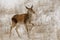 Young red deer at Sarycum barchan in winter