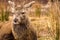 Young red deer stag Cervus elaphus lying down in the long grass in Glencoe Scotland