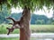 Young Red Deer stag Cervus elaphus in velvet antlers