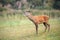 Young red deer stag in summer on a meadow with short green grass.