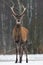 Young Red Deer Stag,Vertical image. Young Noble Deer & x28;Cervus Elaphus& x29; With Beautiful Horns Looks At You.