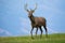 Young red deer walking on meadow in autumn nature.