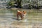 A young red dog of the Siba Inu breed standing in a forest river and funny shaking off the water, natural background