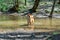 A young red dog of the Siba Inu breed standing in a forest river and looking gracefully forward, natural background