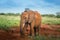 Young red elephant isolated Travelling Kenya and Tanzania Safari tour in Africa Elephants group in the savanna excursion