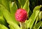 The young red flower of bromeliad, a tropical plant