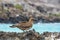 Young Red Footed Booby, Galapagos