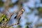 Young red-footed falcon