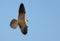 Young Red-footed falcon Falco vespertinus flies in blue sky with spreaded wings seen from above