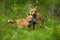 Young red fox cub cuddling with its mother in spring nature