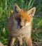 Young red fox cub portrait. Spring wildlife