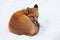 Young Red Fox genus Vulpes napping curled