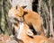 Young red fox siblings tenderly lick each other