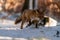 Young red fox Vulpes Vulpes running in forest on snow near camera