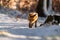 Young red fox Vulpes Vulpes running in forest on snow near camera