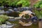 Young red fox Vulpes vulpes sneaks near water after prey in forest. The fox is reflected on the surface of a forest creek