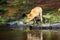 Young red fox Vulpes vulpes sneaks near water after prey in forest. The fox is reflected on the surface of a forest creek