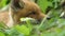 Young red fox in the wild. The cub sits next to its den.