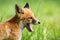Young red fox yawning on grass in summer in close up