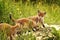 Young red foxes playing near the burrow