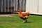 A young red-haired chicken walks on the green grass in the yard of a country house against a wooden fence