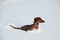 Young red-haired dachshund runs and plays with a toy in deep snow in a park