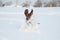 Young red-haired dachshund runs and plays with a toy in deep snow in a park