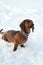 Young red-haired dachshund runs and plays with a toy in deep snow in a park