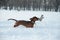 Young red-haired dachshund runs and plays with a toy in deep snow in a park