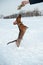 Young red-haired dachshund runs and plays with a toy in deep snow in a park