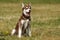 Young red husky dog sitting in the grass busy laughing open mouth