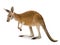 Young red kangaroo (9 months) - Macropus rufus