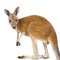 Young red kangaroo (9 months) - Macropus rufus