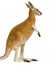 Young red kangaroo (9 months) - Macropus rufus