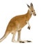 Young red kangaroo (9 months) - Macropus rufus