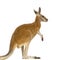 Young red kangaroo (9 months) - Macropus rufus