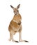 Young red kangaroo (9 months) - Macropus rufus