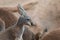 Young Red Kangaroo - Australian Marsupial