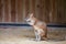 Young red kangaroo sits on the sand