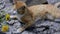 A young red kitten is lying on a concrete slab on a hot Sunny day. Pet on a walk in the garden among dandelion flowers