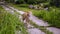 A young red kitten walks along a concrete garden path among bushes. Pet on a walk